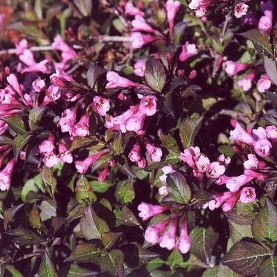 Вейгела цветущая Nana Purpurea, 50-70 см, С5
