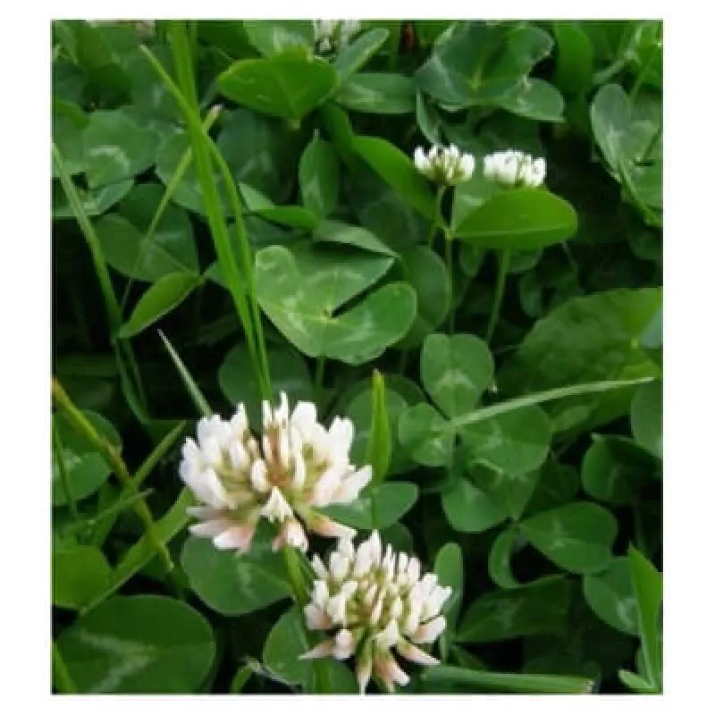 Семена "Клевер белый" RIVENDEL 1 кг.