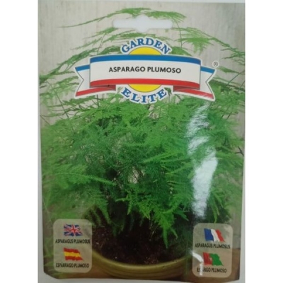 Аспарагус plumoso 1606