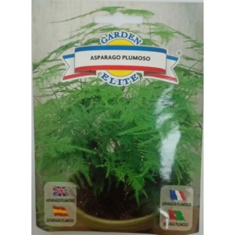 Аспарагус plumoso 1606