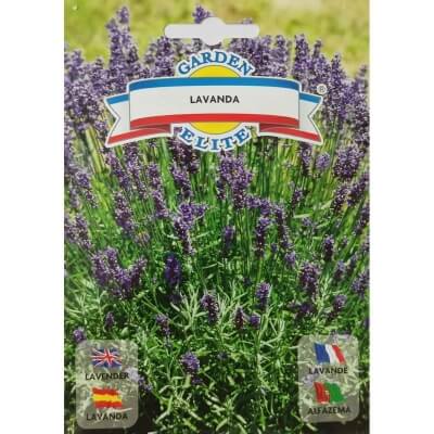 Лаванда обычная 1213