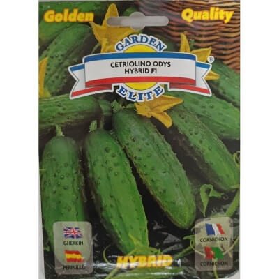 Огурец Odis F1 партенокарпический среднеранний 13562