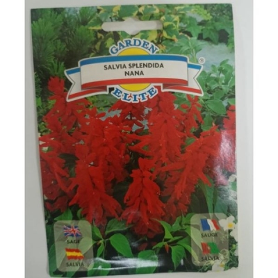 Сальвия splendida nana 1658