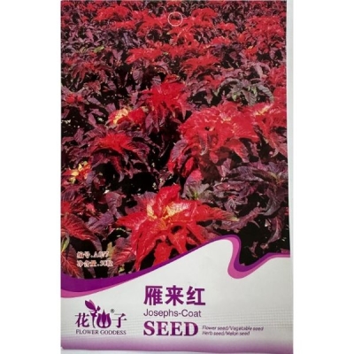 Амарант трёхцветный (Янлайхун) A077