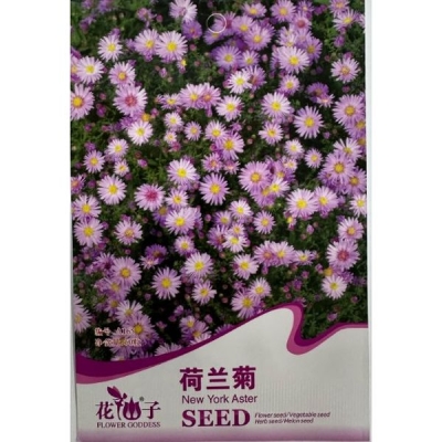 Голландская астра A165