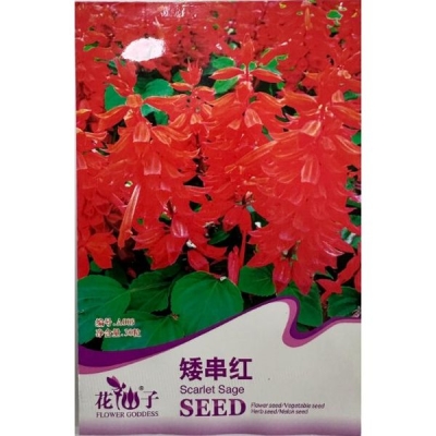 Карликовая сальвия блестящая (Шалфей) A009