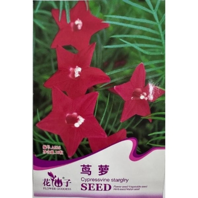 Квамоклит (Кипарисная лиана) A026