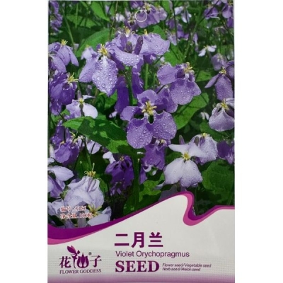 Орихопрагмус (Виолетка февральская) A185