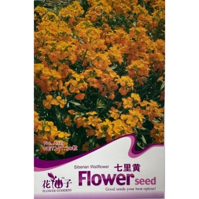 Сибирская левкой (Стеноцвет) A123