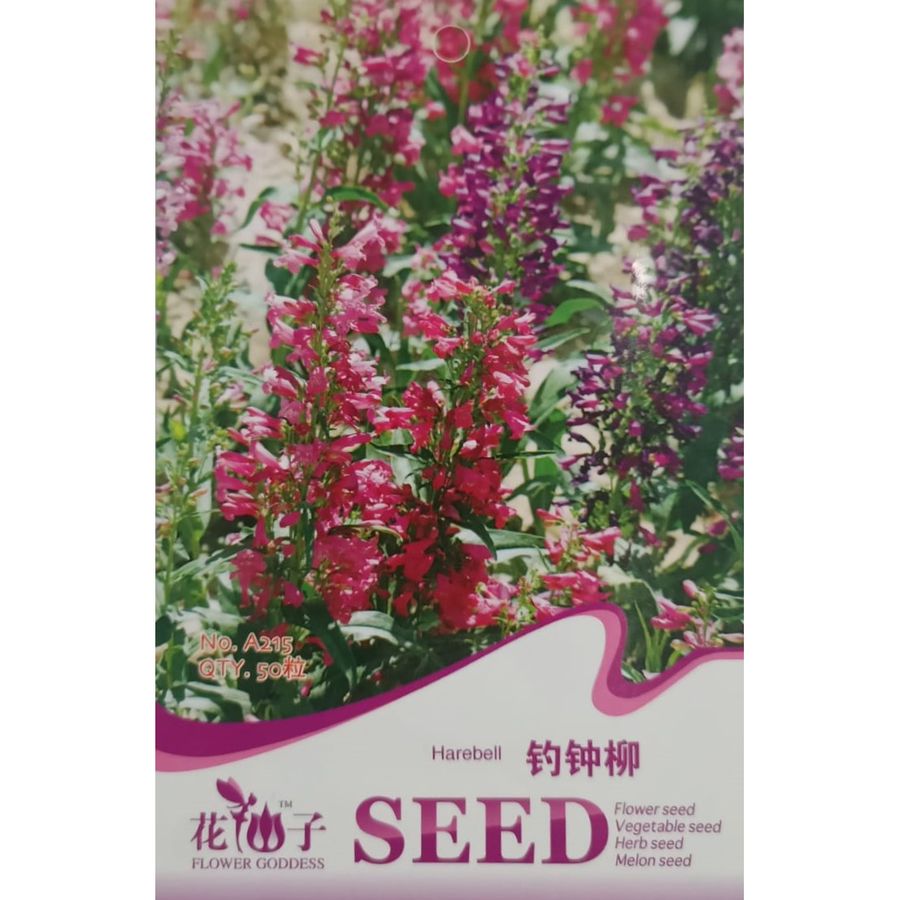 Пенстемон (Колючий колокольчик) A215