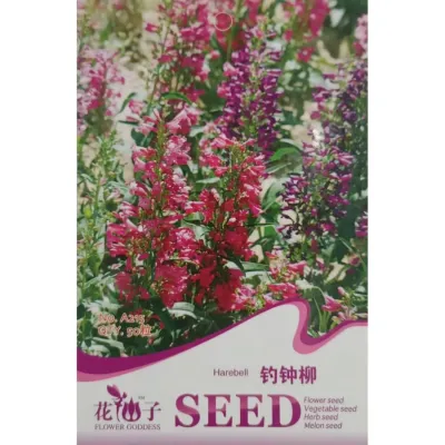 Пенстемон (Колючий колокольчик) A215