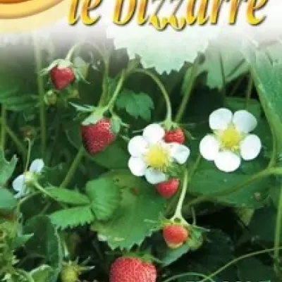 Семена "Клубника Di bosco" 10 гр 63/3 (уцененный товар)