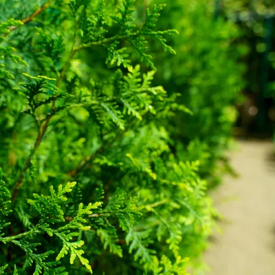 Туя Брабант 130-140 см