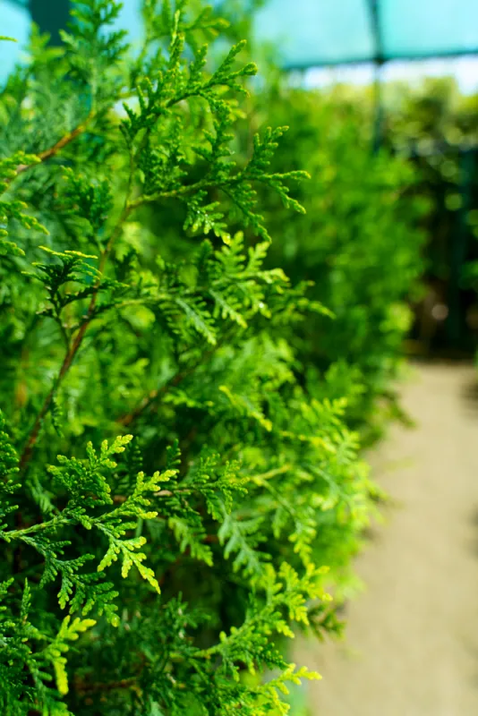 Туя Брабант 130-140 см