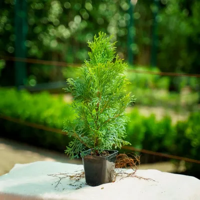 Туя Смарагд 20-30 см