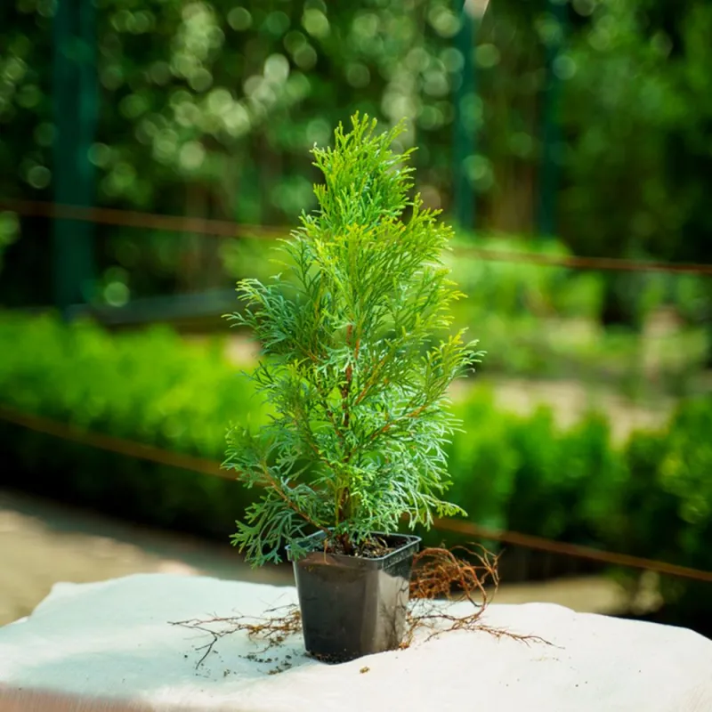 Туя Смарагд 20-30 см