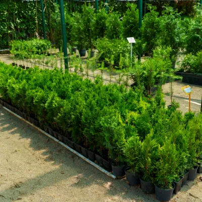 Туя Смарагд 40-50 см