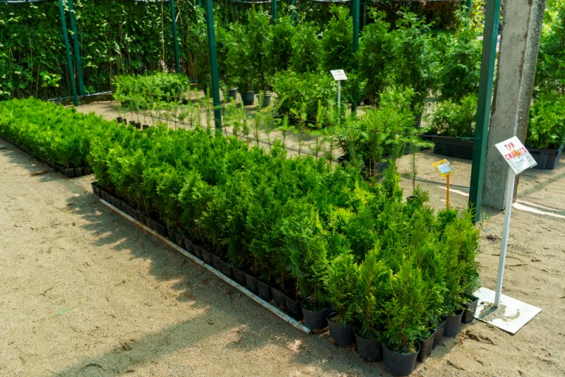 Туя Смарагд 40-50 см