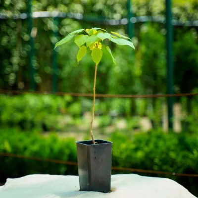 Катальпа 20-40 см