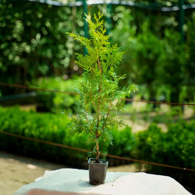 Туя Брабант 60-70 см