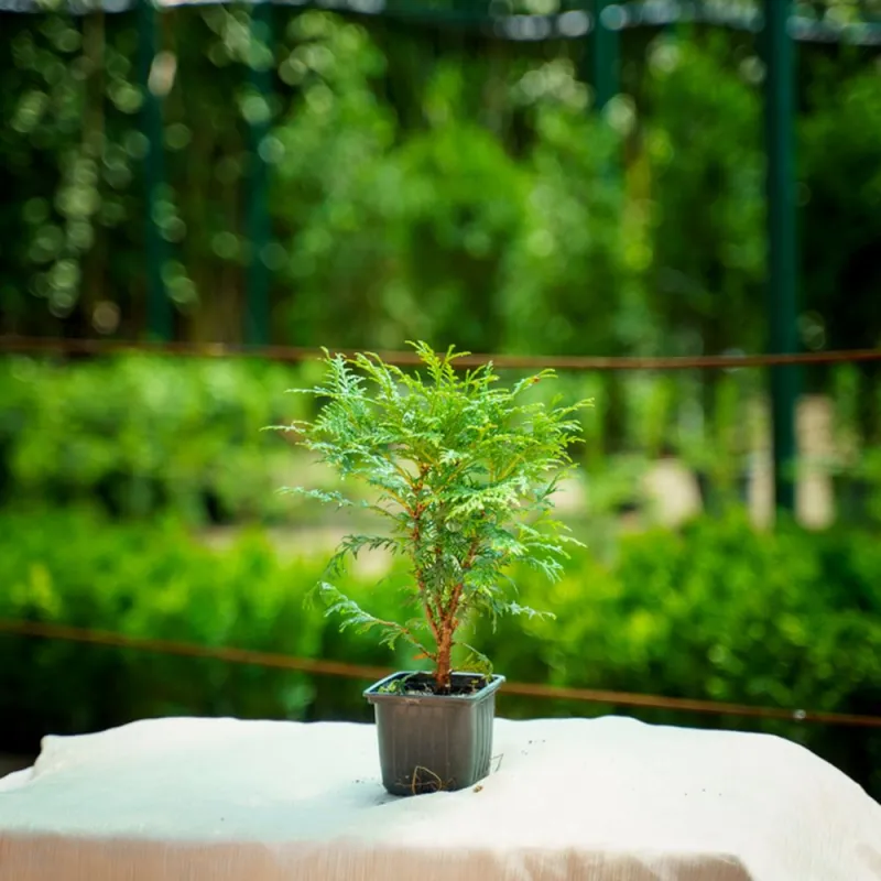 Туя Вудварди 20-30 см