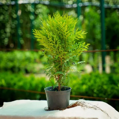 Туя Вудварди 30-50 см